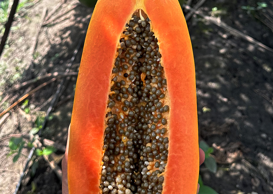 papaya_.jpg